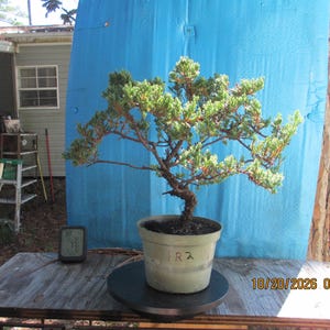 May include: A juniper bonsai tree with a twisted brown trunk and dense green foliage, planted in a round, light-colored plastic pot. The pot features the handwritten text "R2" on its side. A small digital thermometer sits nearby.