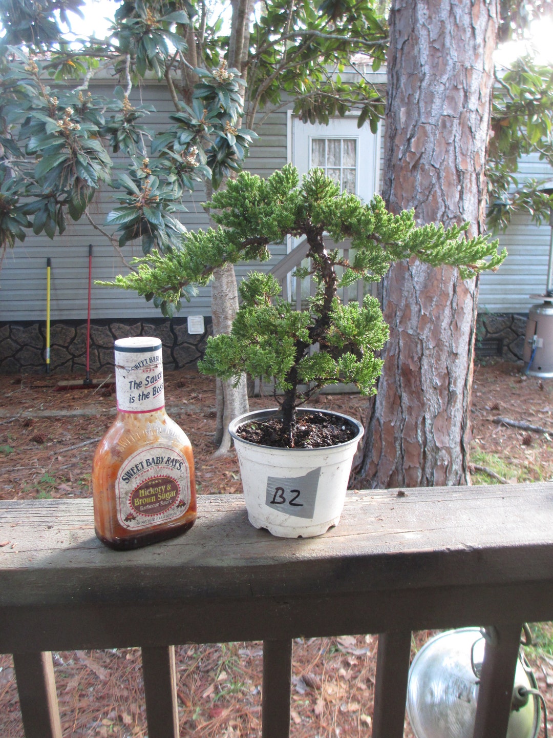 Bonsai Tree Juniper Windswept Procumbens Nana in 5 Grow Etsy