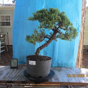 May include: A juniper bonsai tree with a curved, textured brown trunk and dense green foliage, planted in a round black plastic pot. A white label on the pot displays the text "Tin5". A small digital thermometer sits to the left.