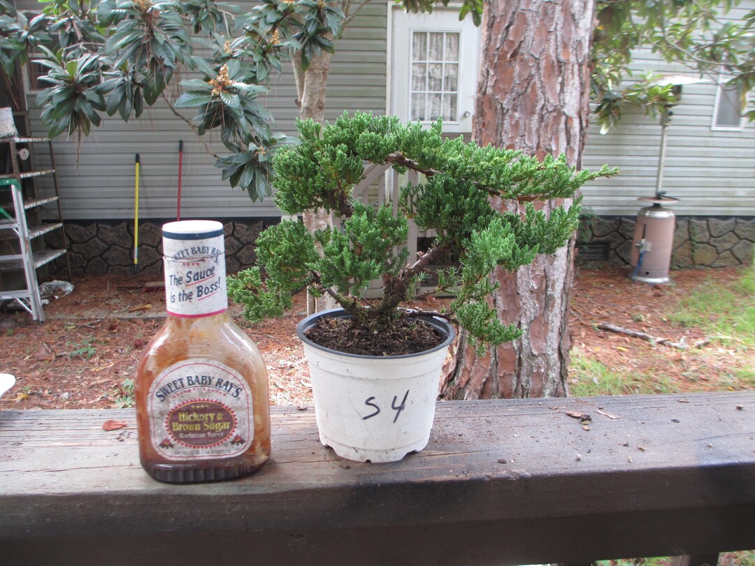 Bonsai Tree Juniper Windswept Procumbens Nana in 5 Grow Etsy