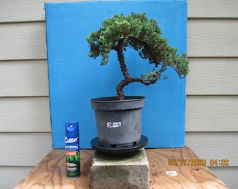 Bonsai Tree Juniper Procumbens Nana in 8" Grow Pot/JB8