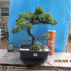 May include: A juniper bonsai tree with a curved, textured brown trunk and dense green foliage, planted in a rectangular black plastic pot. The pot features a white label with the number 7 and is filled with dark soil and white stones.