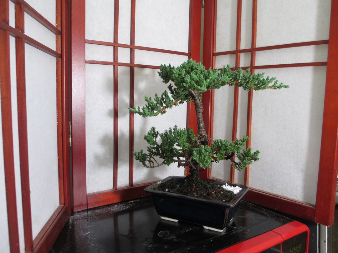 Juniper Shohin/mame Bonsai Tree Juniper Procumbens Nana W/ Etsy