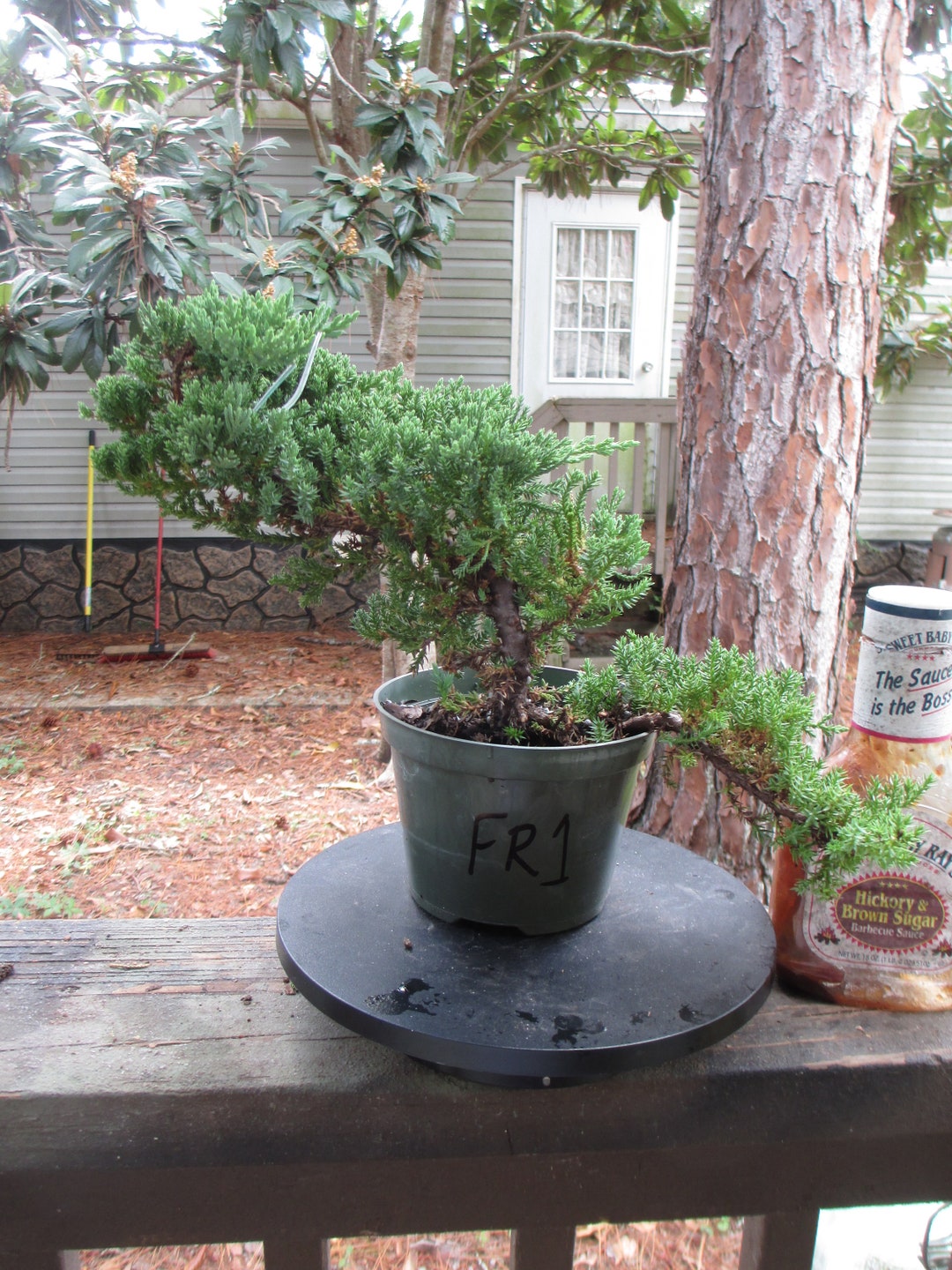 Bonsai Tree Juniper Windswept Procumbens Nana in 5 Grow Etsy