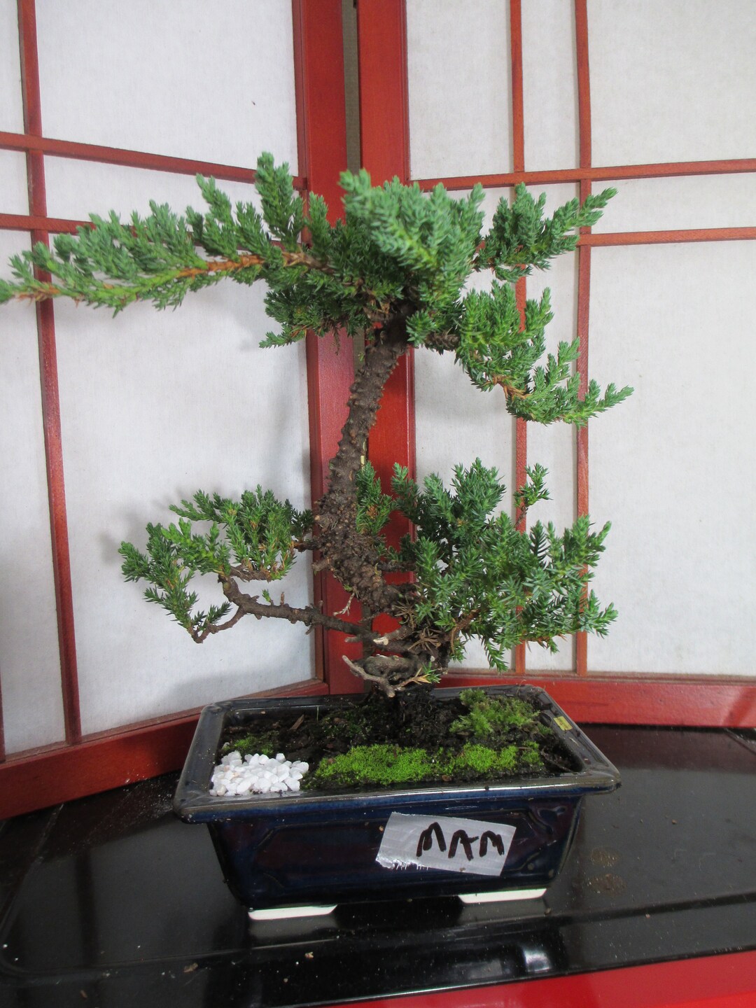 Juniper Shohin/mame Bonsai Tree Juniper Procumbens Nana W/ Etsy