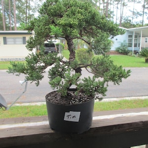 May include: A juniper bonsai tree with dense green foliage and a textured brown trunk, planted in a black plastic pot. A white rectangular label with the handwritten text "Tim" is attached to the front of the pot. The tree is outdoors.