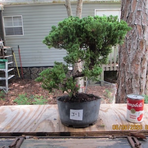 May include: A green juniper bonsai tree planted in a dark gray plastic nursery pot with a white label marked J-1. A red and white Campbell's Tomato Bisque soup can is placed next to the pot for scale on a wooden surface.