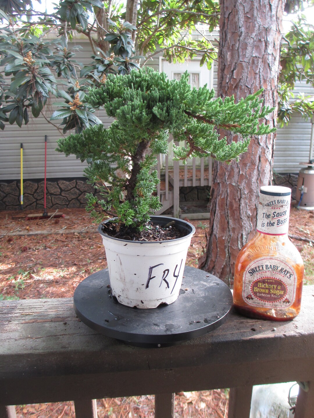 Bonsai Tree Juniper Windswept Procumbens Nana in 5 Grow Etsy