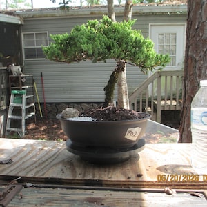 May include: A small juniper bonsai tree with dense green foliage and a curved trunk, planted in a round black plastic pot. The pot features a white label with the text P02. A clear plastic water bottle stands to the right of the bonsai.
