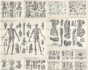 Peut inclure: Un collage d'illustrations anatomiques vintage présentant des dessins détaillés du corps humain, y compris les systèmes squelettique, musculaire et organique. Les illustrations sont en noir et blanc et ont une ambiance scientifique et éducative.