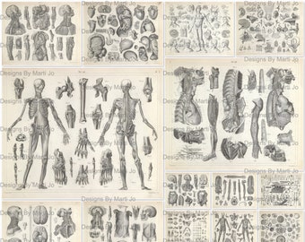 Vintage Anatomy Drawings | 21 Vintage Printable Anatomical Engravings JPG Pages | Instant Download | Commercial Use OK | JJ109