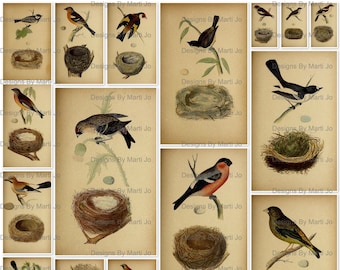 19 Vintage Bird Nests 6 Inch Digital Files Printable Bird Images BONUS: One  JPG and PDF of All Images 5x4 VA17 - Etsy