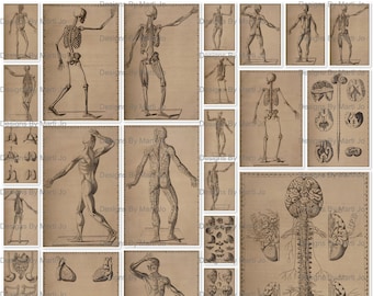 Vintage Anatomy Drawings Set 2 | 25 Vintage Human Anatomical Prints JPG Pages | Medical Junk Journal | Instant Download | JJ133