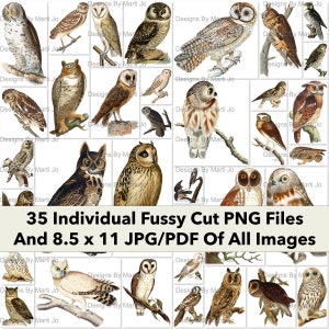 Vintage Fussy Schnitt Eule Clipart | 35 Druckbare Vintage Eule Digitale PNG Dateien | BONUS: Ein 8,5 x 11 Jpg Und Pdf aller Bilder (7x5) | VA3