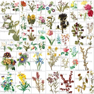 Vintage kieskeurige snijbloemen en planten | 50 afdrukbare png's van ephemera bloemen | BONUS: twee 8,5 x 11 jpg's en pdf's met alle afbeeldingen (5 x 5) | VC2