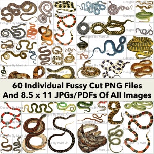 Clipart de cobra digital vintage | 60 arquivos PNG de cobra vintage para impressão | BÔNUS: dois Jpgs e PDFs de 8,5 x 11 de todas as imagens (5x6) | VA2