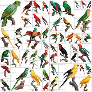 Lot de 1 perroquets vintage à coupe délicate | 50 fichiers PNG imprimables de perroquets vintage | BONUS : deux fichiers JPG et PDF 8,5 x 11 de tous les perroquets (5 x 5) | VA10