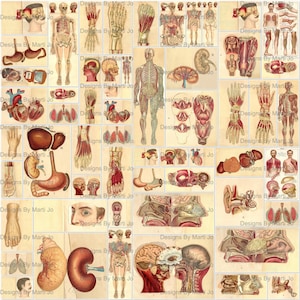 Vintage anatomieillustraties | 56 vintage afdrukbare anatomische gekleurde clipart JPG-pagina's | Direct downloaden | Medisch junkjournaal | JJ119