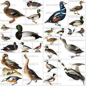 Patos vintage de corte quisquilloso / 25 archivos PNG imprimibles de aves acuáticas vintage / BONIFICACIÓN: Un archivo Jpg y PDF de 8.5 x 11 de todos los patos (5x5) / VA6