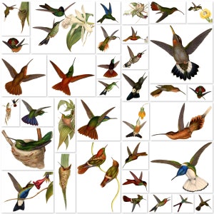 Vintage Fussy Cut Hummingbird PNG | 35 Imagens Digitais Vintage Hummingbird | BÔNUS: 8,5 x 11 Jpg E Pdf De Todos Os Beija-flores (5x7) | VA7