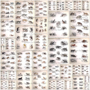 38 Vintage Tiere 8 Zoll breite JPG-Dateien aus dem Buch der Natur | Haushalt Tier Printables Clipart | Herunterladbare Tiergrafiken | VA18