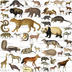 Vintage kieskeurige snijdieren | 50 afdrukbare vintage dierlijke png-bestanden | BONUS: twee 8,5 x 11 jpg's en pdf's van alle dieren (5 x 5) | VA5