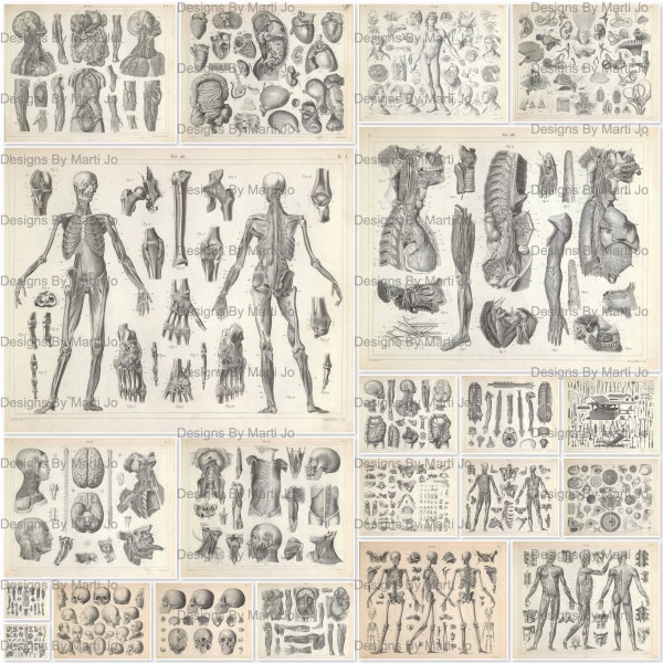 Vintage Anatomy Drawings | 21 Vintage Printable Anatomical Engravings JPG Pages | Instant Download | Commercial Use OK | JJ109