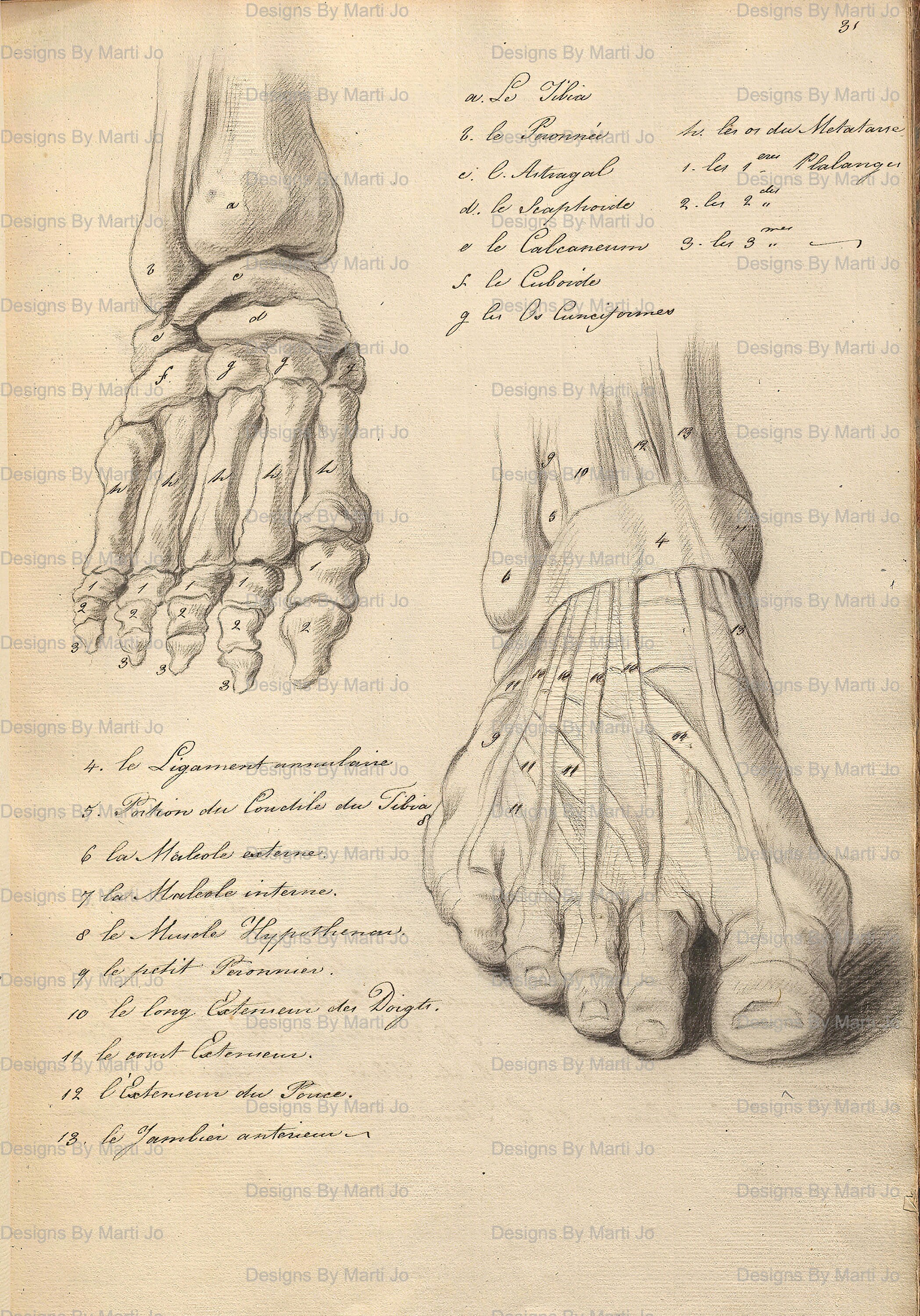 Vintage Anatomy Sketchbook Drawings | 39 Printable Anatomical Sketches ...