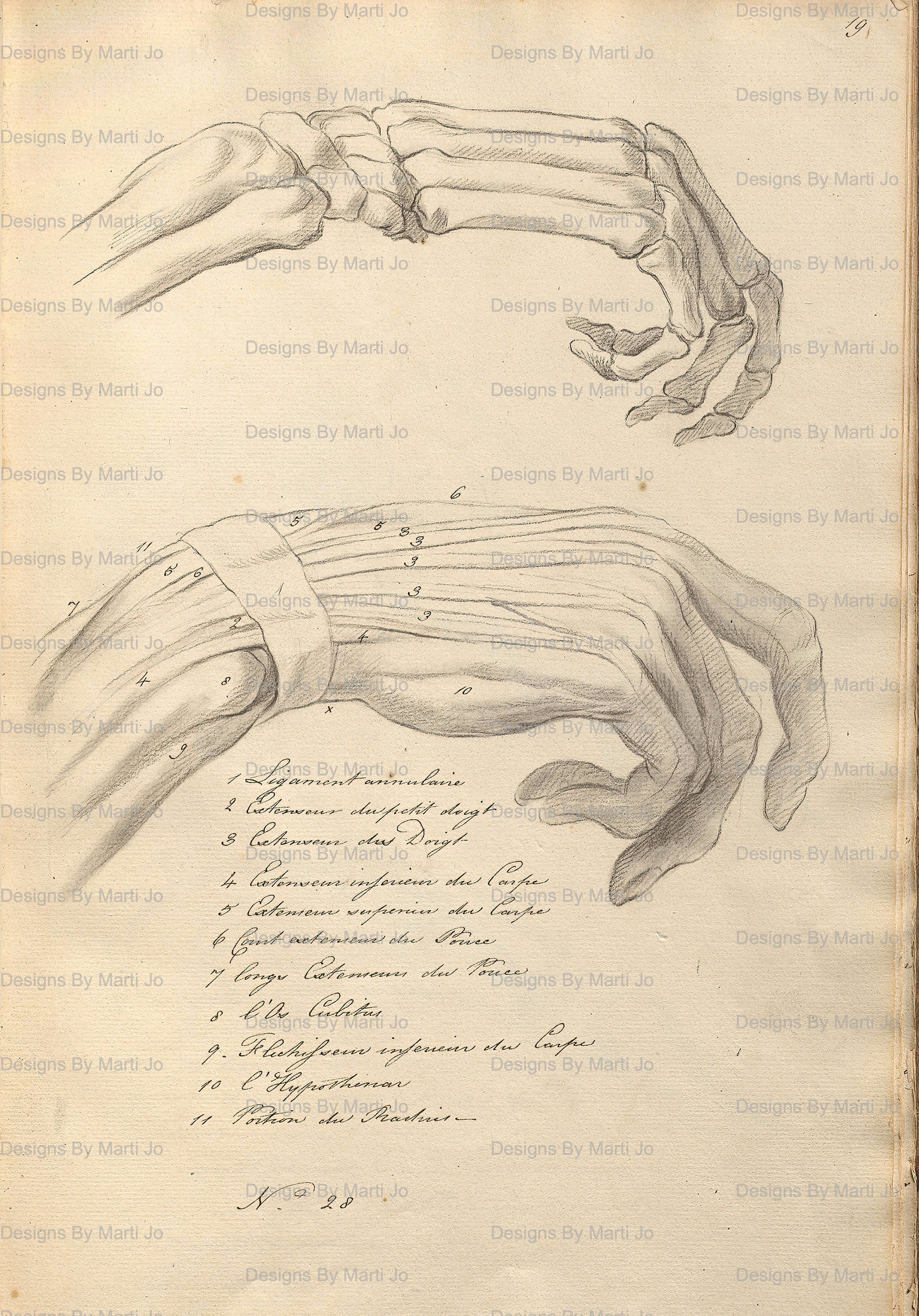 ビンテージ解剖学スケッチブックの図面 | 39枚の印刷可能な解剖学