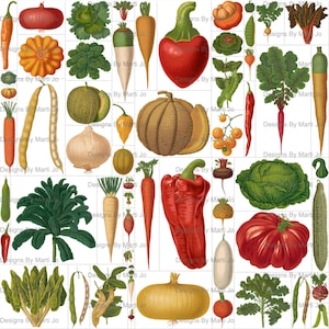 Lot de 2 cliparts de légumes vintage – illustrations colorées de produits botaniques pour le scrapbooking et les créations manuelles | 60 fichiers PNG à la coupe délicate | VC173