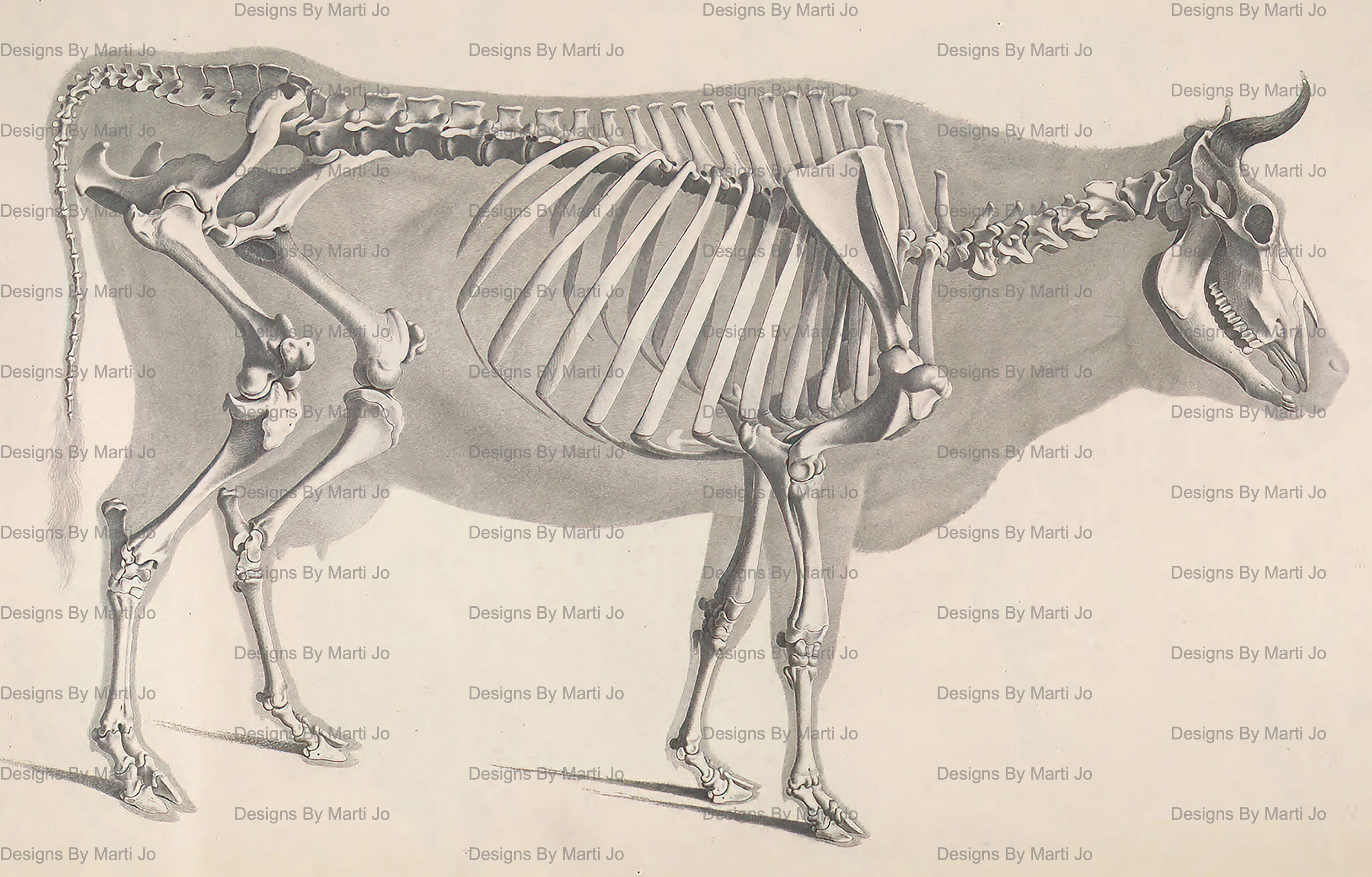 Vintage Animal Skeletons | 50 Printable Vintage Animal Bones Set | 6 ...