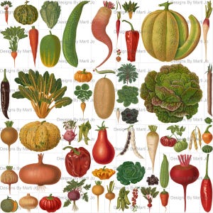 Lot 1 de cliparts de légumes vintage – illustrations colorées de produits botaniques pour le scrapbooking et les travaux manuels | 60 fichiers PNG à la coupe délicate | VC172
