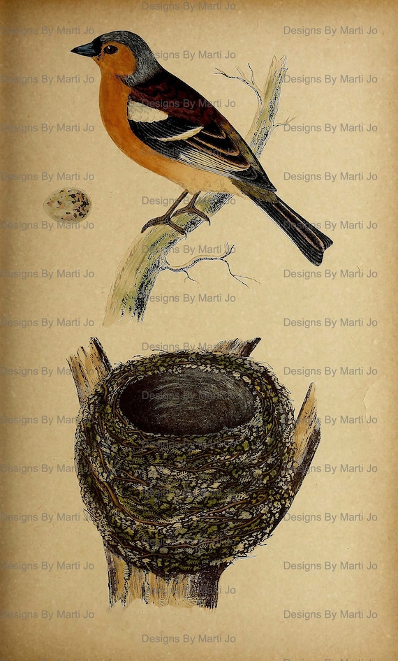 19 Vintage Bird Nests 6 Inch Digital Files Printable Bird Images BONUS: One  JPG and PDF of All Images 5x4 VA17 - Etsy
