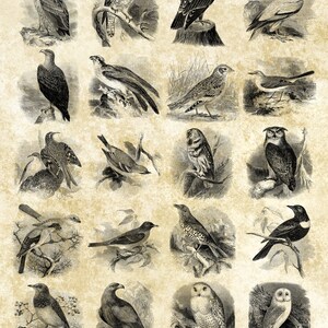 Bird Pattern Overlay Vintage Bird Overlays PNG | 40 Individual Bird Engravings | BONUS: Two ...
