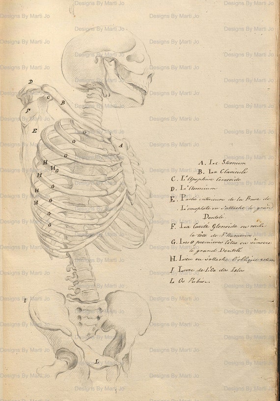 アンティーク解剖図 大判アート作品 アンティーク解剖図 大判アート作品 il_1080xN.2511396959_fnzt.jpg