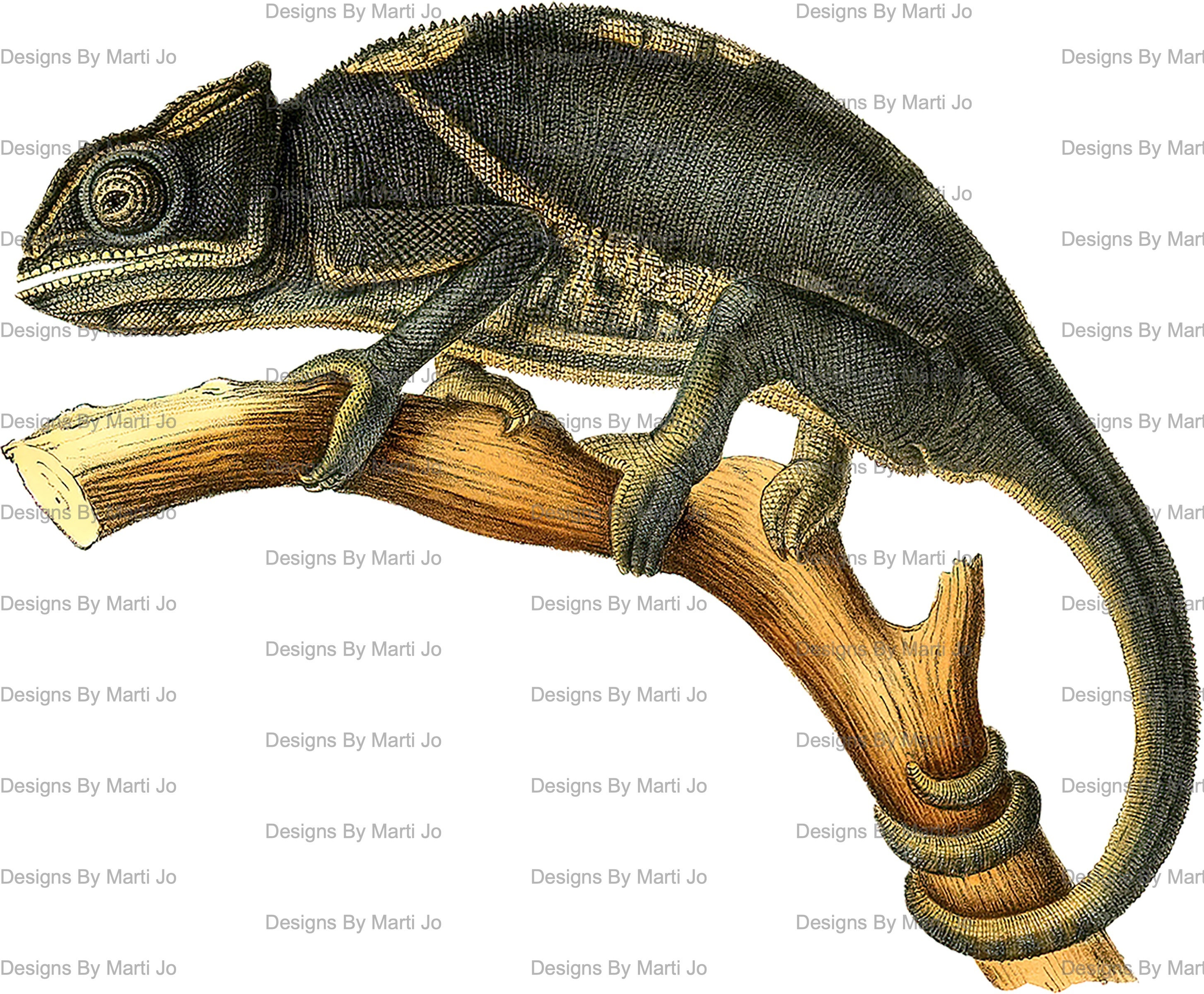 Vintage Digital Lizard Clipart | 36 Printable Vintage Reptile PNG