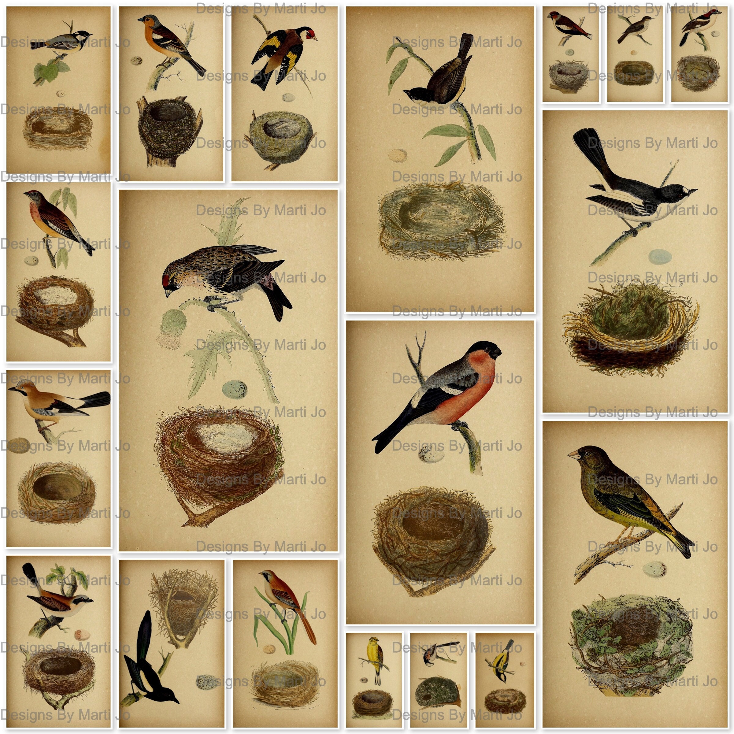 19 Vintage Bird Nests 6 Inch Digital Files Printable Bird Images BONUS: One  JPG and PDF of All Images 5x4 VA17 