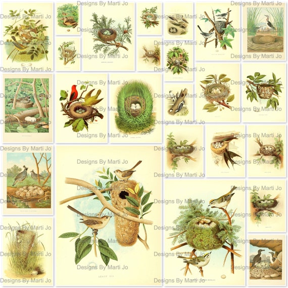 25 Vintage Bird Nests 6 Inch Digital Files Printable Bird Images BONUS: One  JPG and PDF of All Images 5x5 VA19 