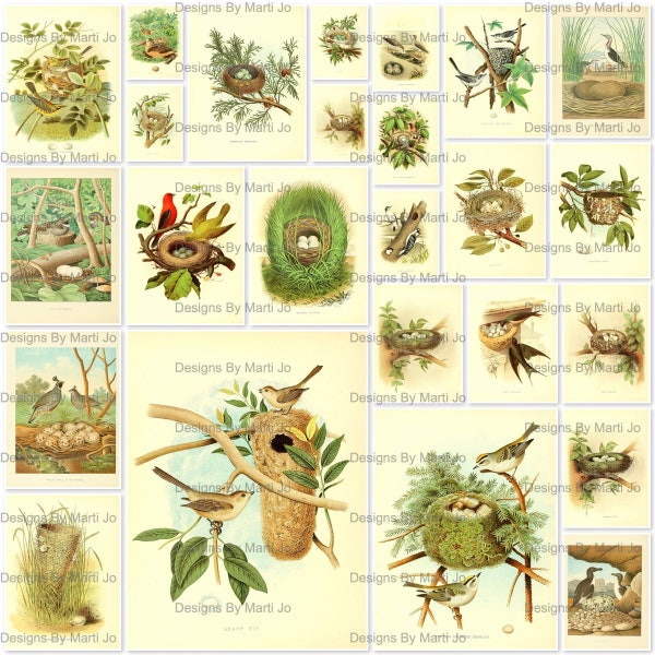 25 Vintage Vogelnester 6-Zoll-Digital-Dateien | Druckbare Vogelbilder | BONUS: Ein JPG und PDF aller Bilder (5x5) | VA19