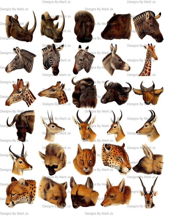 Vintage Jungle Animal Head Graphic Images 30 Wild Animal - Etsy UK Vintage Jungle Animal Head Graphic Images 30 Wild Animal - Etsy UK