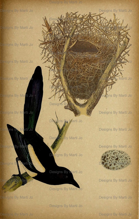 19 Vintage Bird Nests 6 Inch Digital Files | Printable Digital