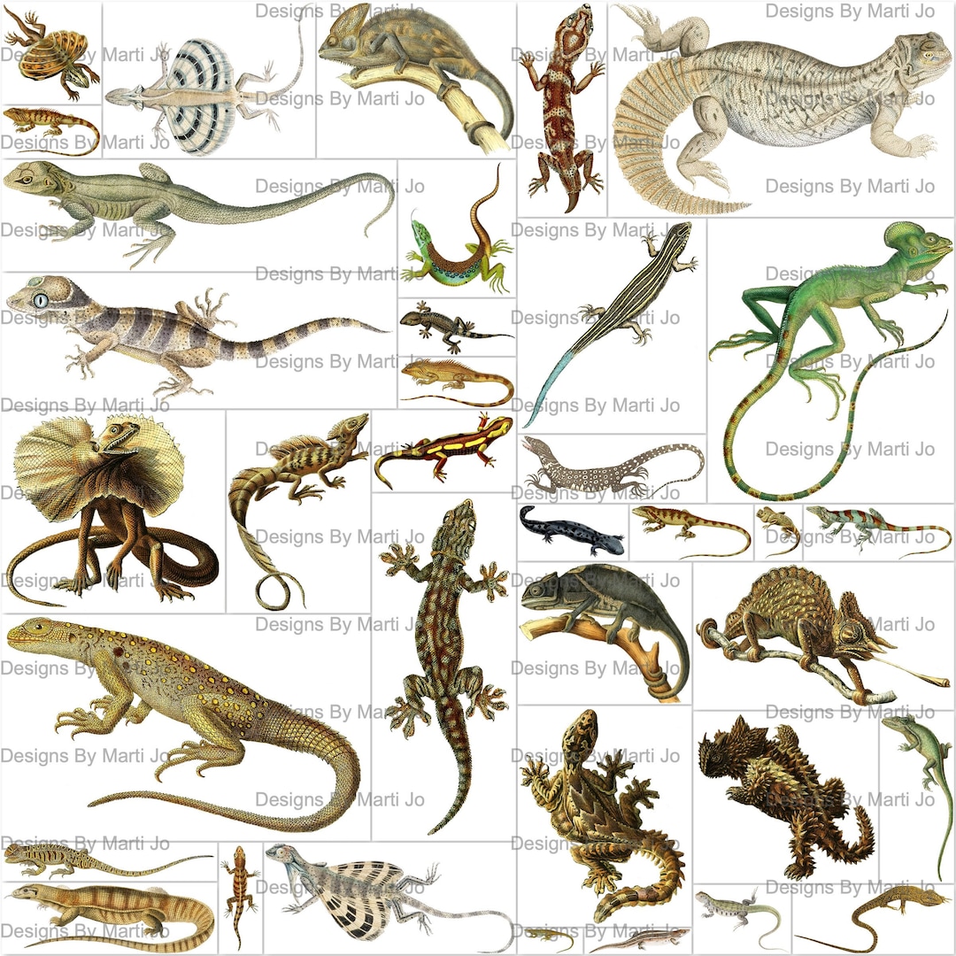 画材 Lizardrite Genuine Amazon.com : FINGERINSPIRE Lizards Stencil 11.7x8.3 inch