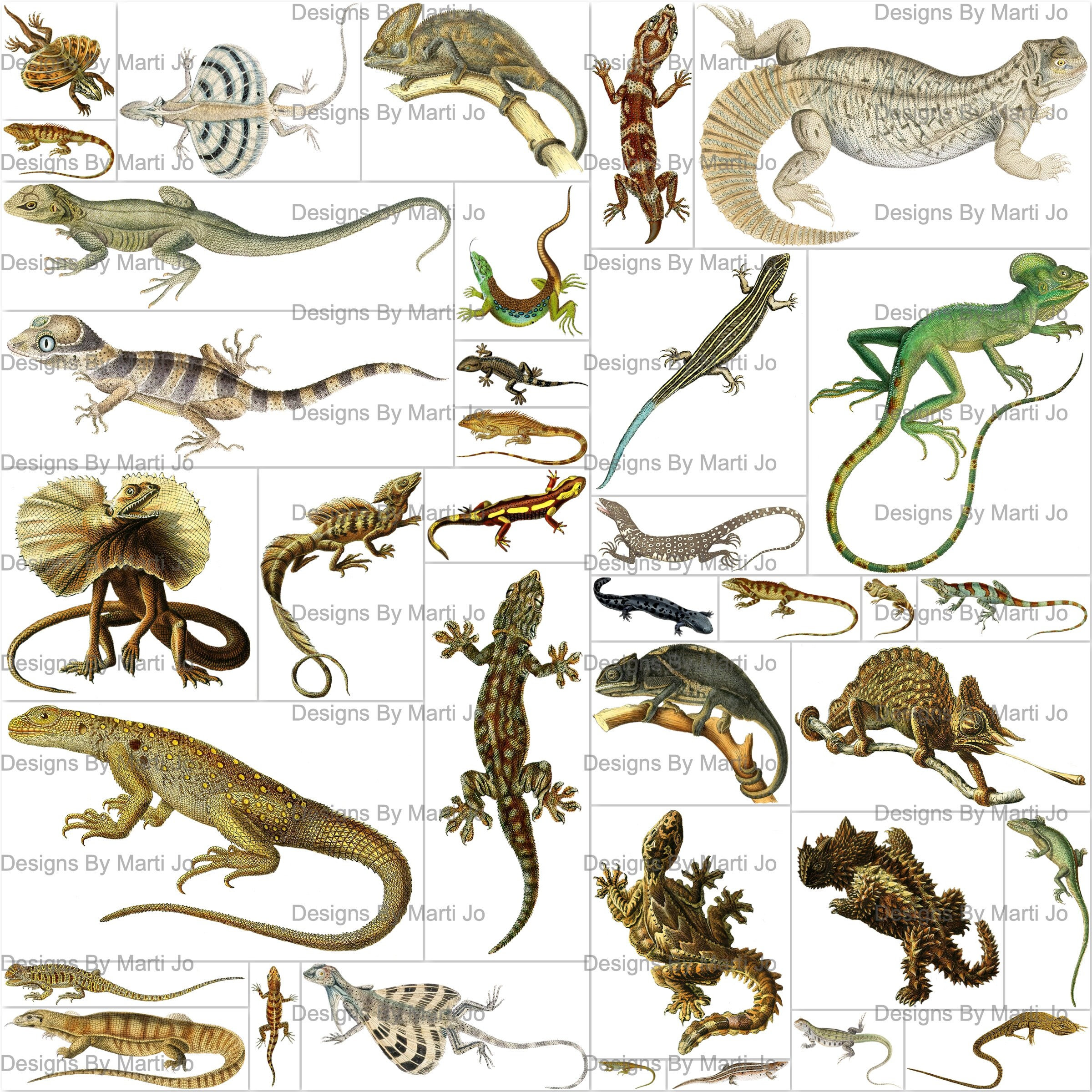 Vintage Digital Lizard Clipart | 36 Printable Vintage