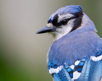 Blue Jay Profile 8x10 matte photo print