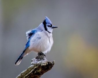 Blue Jay Puff 8x10 matte photo print
