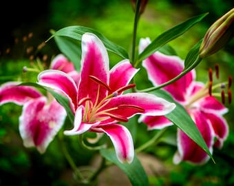 Stargazer Lillies 8x10 matte photo print