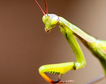 Praying Mantis 8x10 Matte Photo Print