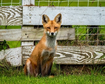 Red Fox 8x10 matte fine art photo print