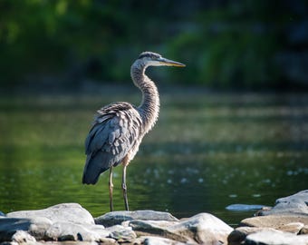Great Blue Heron 8x10 Matte Photo Print