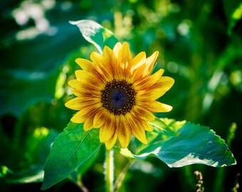 Sunflower Rusted 8x10 matte photo print